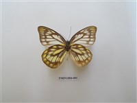 藏品(鋸粉蝶)的圖片